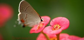秒发卡平台的软件云呼